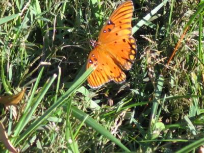 cherokee butterfly 1