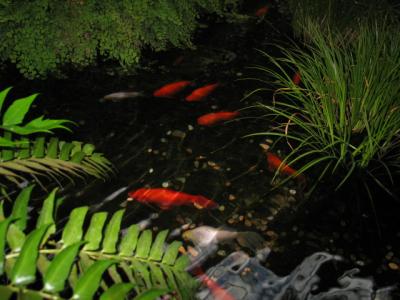 Opryland goldfish