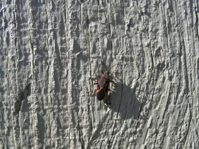 Crazy red eye bug