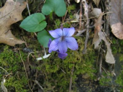 Fall Creek Falls trail wildflowers Wild Violet 2