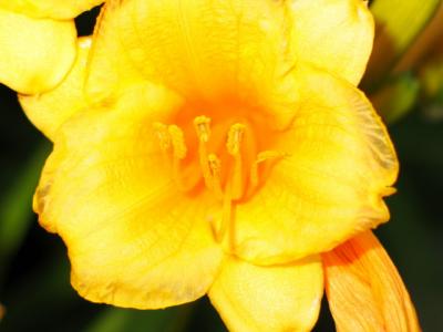 Daylily