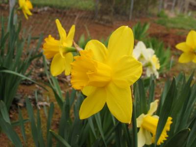 Daffodil yellow on yellow