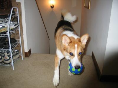 Kenai with ball