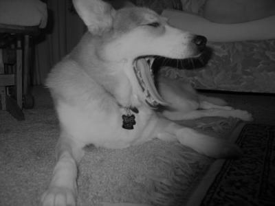 Kenai yawns bw