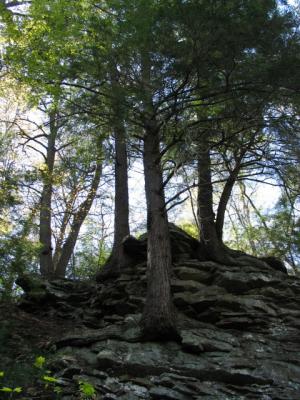 Stone Tree