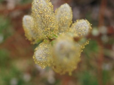 p willow down stem