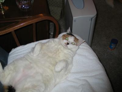 Tiki fat cat