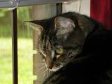dixie window over shoulder