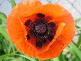 Moms flower Oriental Poppy