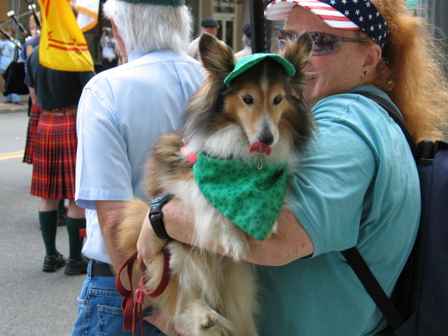 Color parade Sheltie in Irish pride