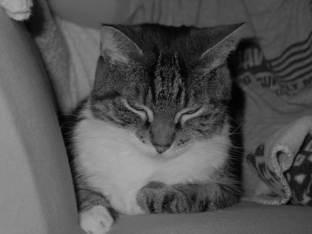 dixie curled paw