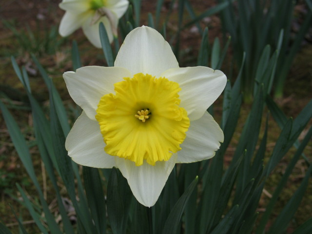 flower white with yellow