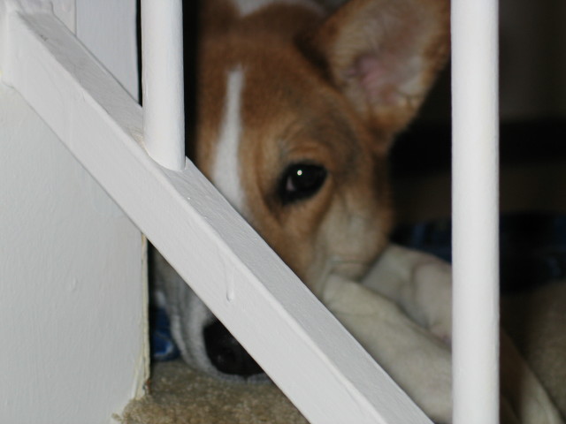 kenai behind bars