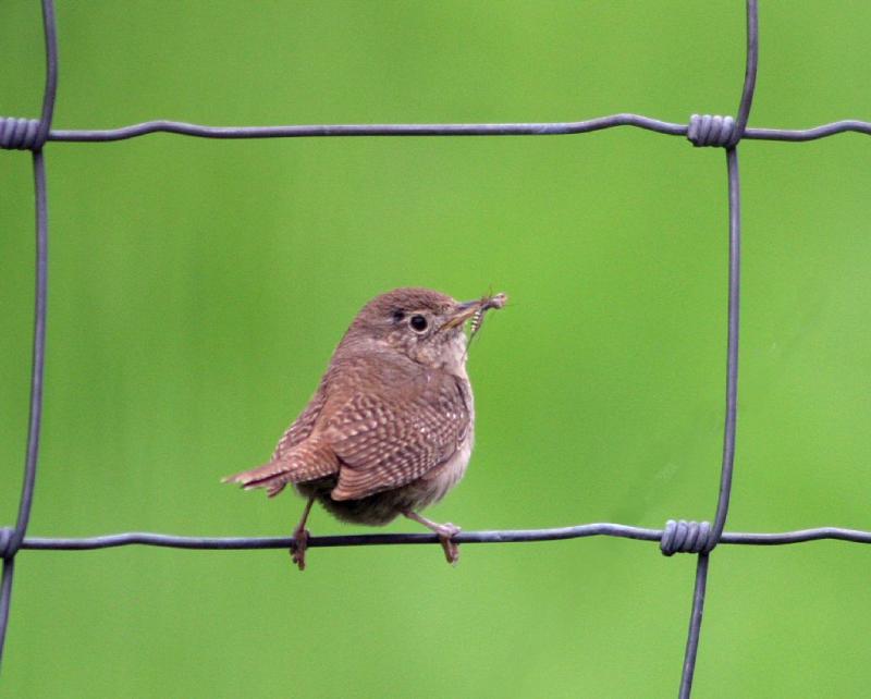 house wren - Merrilee