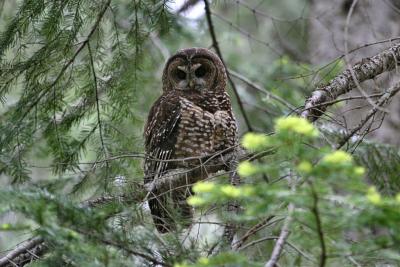u46/macknight/medium/29725545.spotted_owl1.jpg
