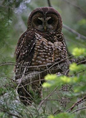 u46/macknight/medium/29725546.spotted_owl21.jpg