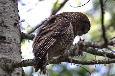 spotted_owl_eating_a_mouse.jpg