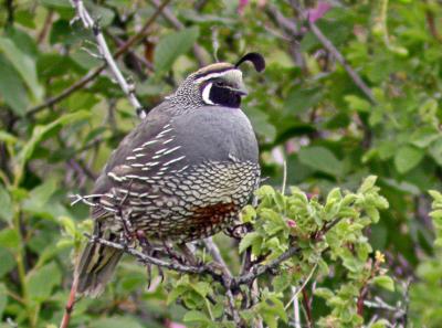California quail Hardy Canyon - Mac - Digiscoped