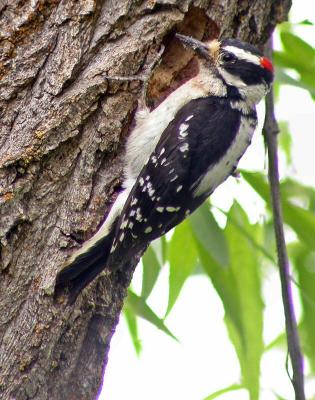 downy woodpecker male feeding young - Mac - Digiscoped