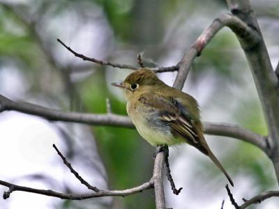 Pacific slope flycatcher - Mac