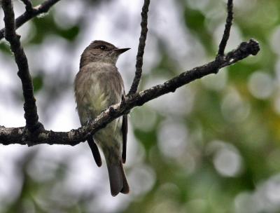 western wood pewee front view - Mac