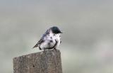 tree swallow fledgling