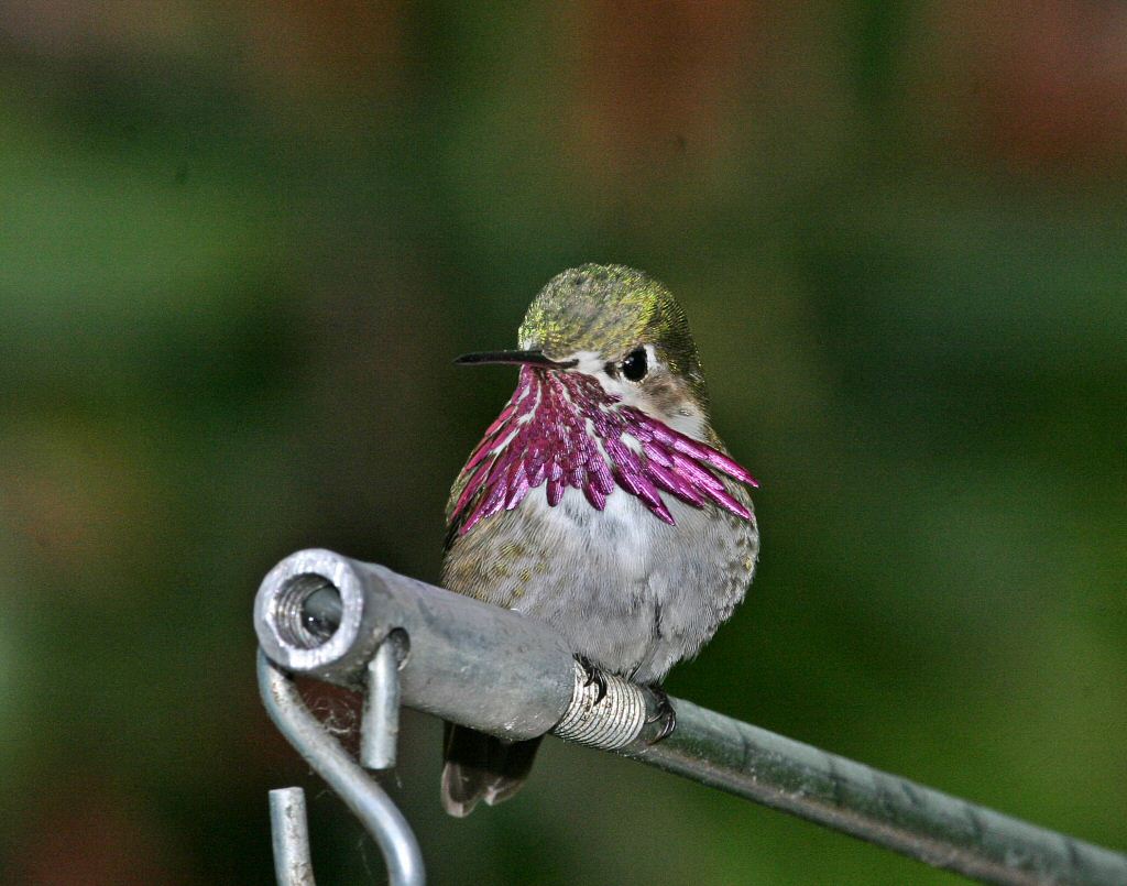 calliope male perched on a pipe