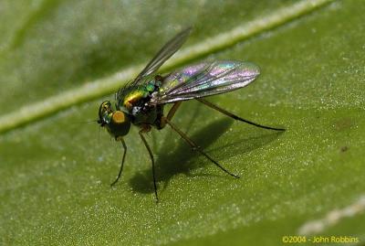 Green Fly