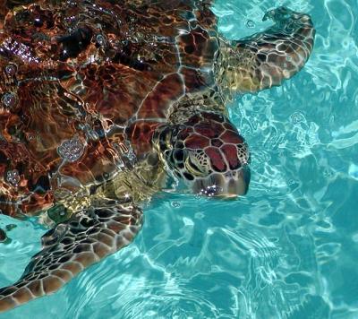 It was just too cool playing with this sea turtle.