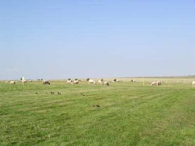 Stonehenge - sheep.jpg