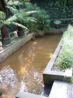 Chalice Well - healing pool.jpg