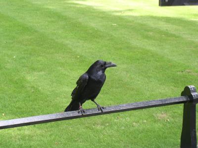 Tower - black crow.jpg