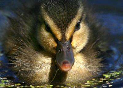 Four Days Old And Counting - Duckling