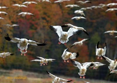 First Wave Assault - Greater Snow Geese