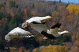 Fast Getaway - Greater Snow Geese