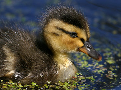 New Kid On The Block - Duckling