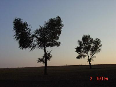 trees.JPG