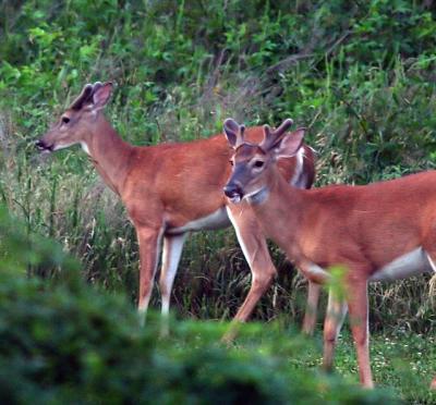 Our Local Wildlife