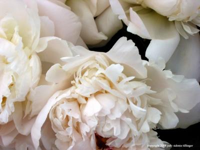 peonies