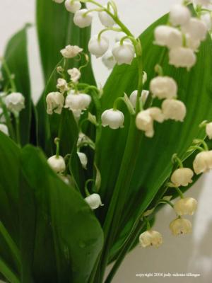 lilies of the valley