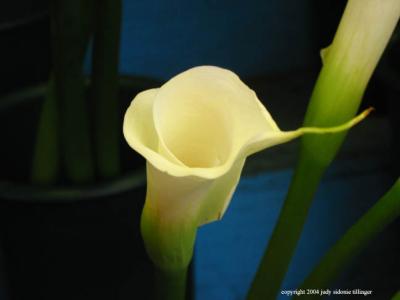 calla lily 16