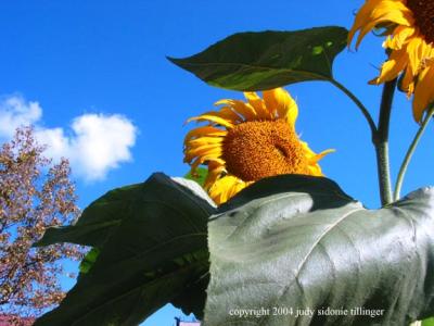 10.23 sunflower