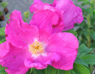 A Simple Rose