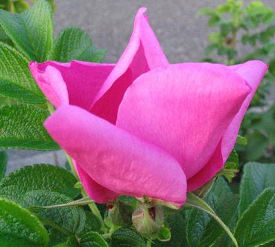 Unfurling