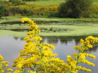 Goldenrod overlooking the pond