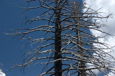 Silver branch trees