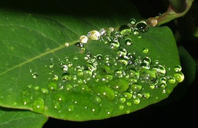 u46/maria263/medium/29666835.RainBubbles.jpg