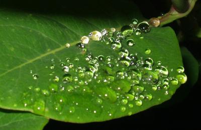 Rain Globes