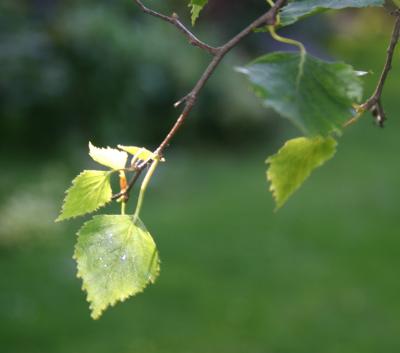 Tender leaf