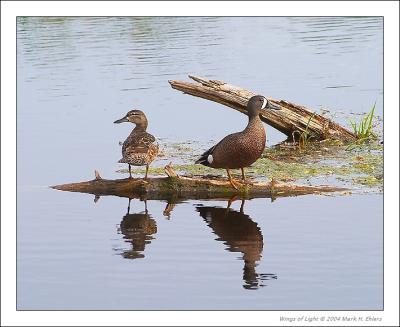 Blue-winged Teals